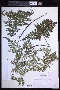 Dryopteris glabra image