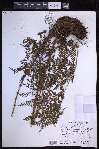 Dryopteris glabra image