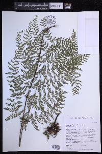 Dryopteris glabra image