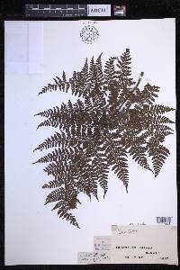 Dryopteris glabra image