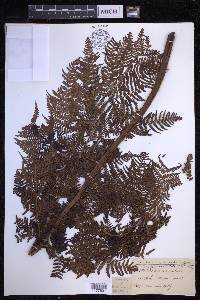Dryopteris unidentata image