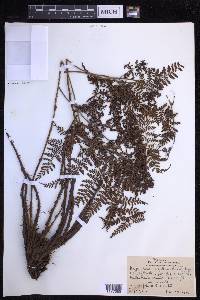 Dryopteris glabra image