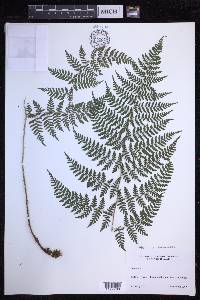 Dryopteris unidentata image