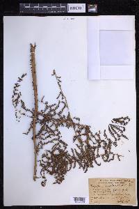 Dryopteris unidentata image