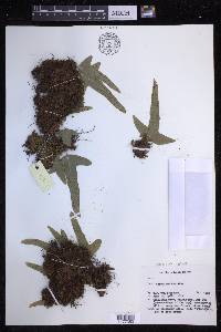 Crypsinus hastatus image