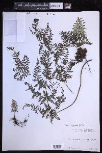 Dryopteris glabra image