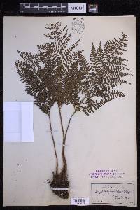 Dryopteris glabra image