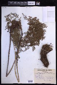 Dryopteris glabra image