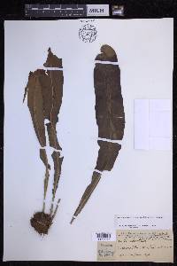 Elaphoglossum aemulum image