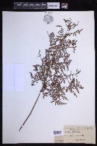 Dryopteris glabra image