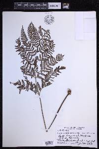 Dryopteris glabra image