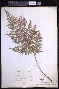 Dryopteris glabra image