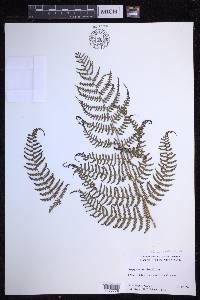 Dryopteris unidentata image