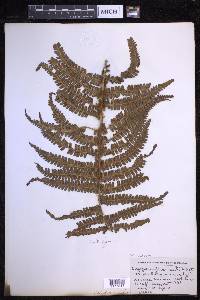 Dryopteris wallichiana image