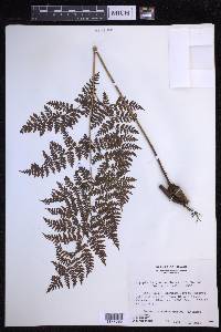 Dryopteris glabra image