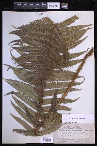 Dryopteris wallichiana image