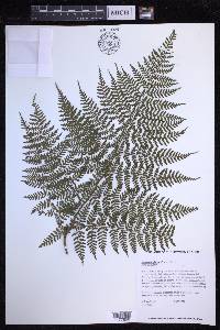 Dryopteris glabra image