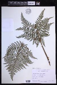 Dryopteris glabra image