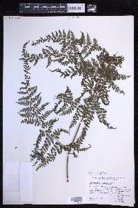 Dryopteris glabra image