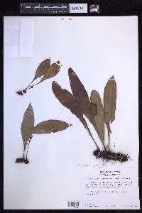 Elaphoglossum alatum image