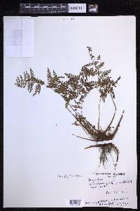 Dryopteris glabra image