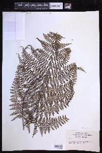 Dryopteris glabra image