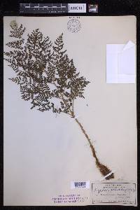 Dryopteris glabra image