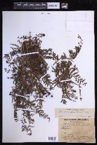 Dryopteris glabra image