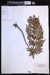 Dryopteris glabra image