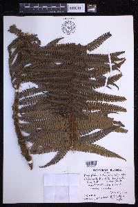 Dryopteris wallichiana image