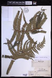 Dryopteris wallichiana image