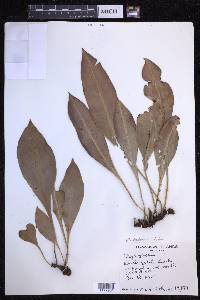 Elaphoglossum alatum image