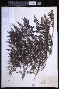 Dryopteris unidentata image