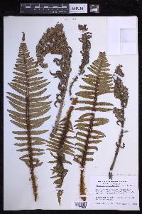 Dryopteris wallichiana image