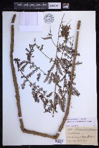 Dryopteris unidentata image