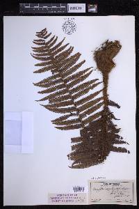 Dryopteris wallichiana image