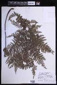 Dryopteris glabra image