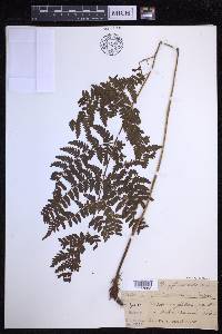 Dryopteris glabra image