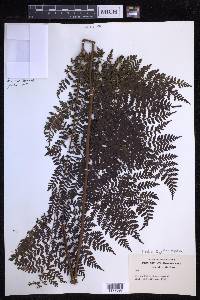 Dryopteris glabra image