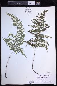 Dryopteris glabra image