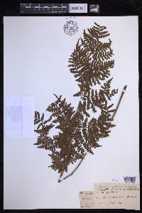 Dryopteris glabra image