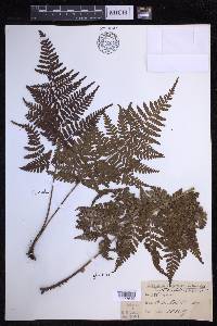 Dryopteris glabra image