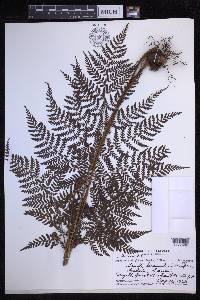 Dryopteris glabra image