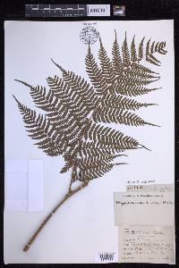 Dryopteris unidentata image