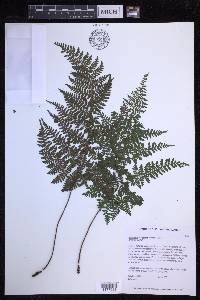 Dryopteris glabra image