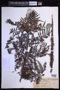 Dryopteris unidentata image