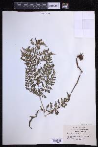 Dryopteris glabra image