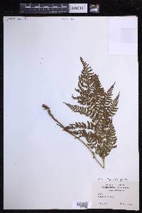 Dryopteris glabra image