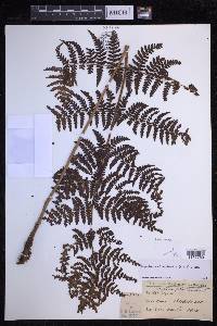 Dryopteris unidentata image