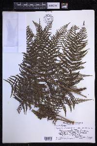 Dryopteris unidentata image